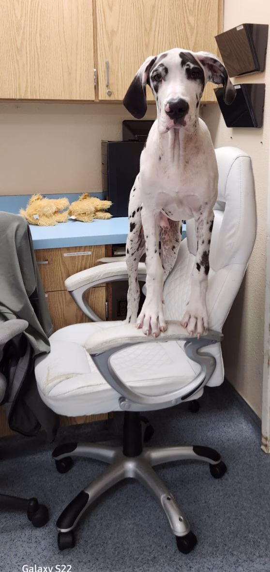 Veterinarian in Ventura, CA
